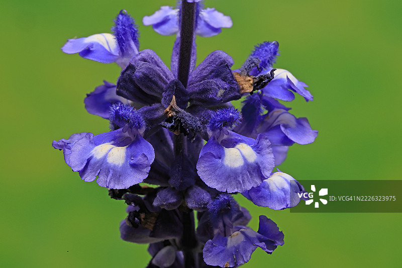 米利杯鼠尾草（Salvia farinacea），开花，花朵，埃勒斯塔特，德国图片素材