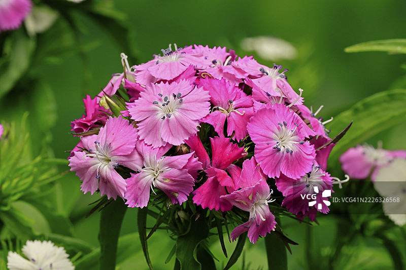 胡须康乃馨（Dianthus barbatus），开花，德国图片素材