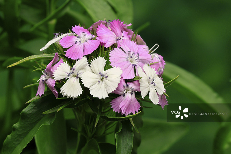胡须石竹（Dianthus barbatus），开花，德国图片素材