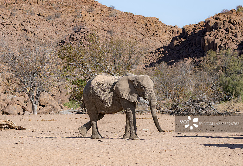 非洲象(Loxodonta africana),沙漠象,位于纳米比亚库内地区达马拉兰的霍阿尼布河附近图片素材