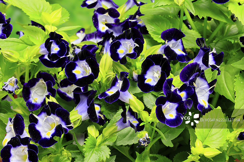 福尔尼尔的托瑞尼亚（Torenia fournieri），开花，德国图片素材