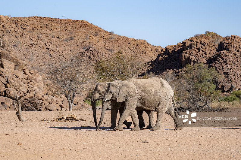 两头非洲象（Loxodonta africana），沙漠象，靠近霍阿尼布河，达马拉兰，库内内地区，纳米比亚图片素材