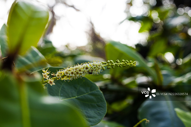 植物特写，萨克莱什布尔，卡纳塔克邦，印度图片素材