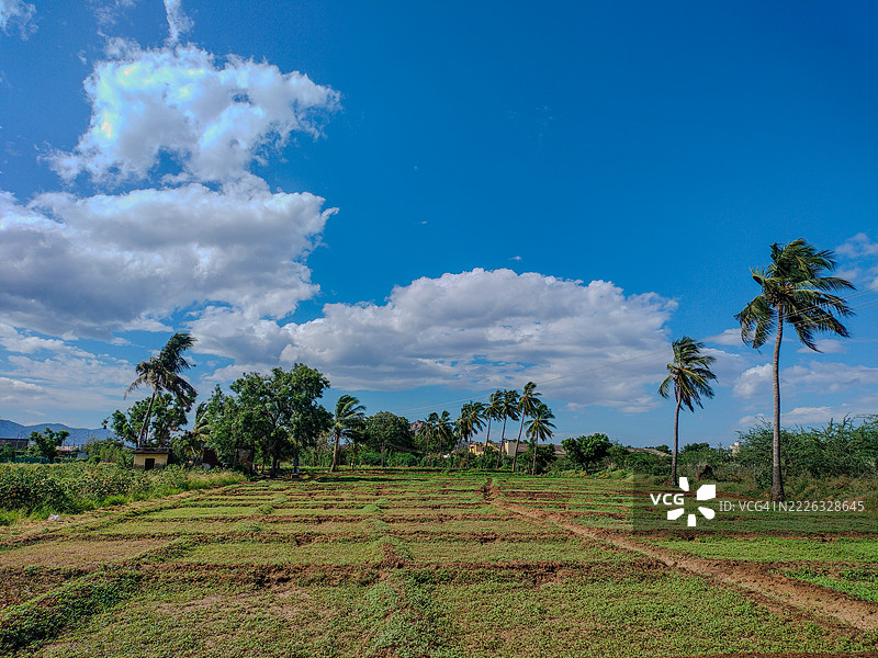 田野与天空的美丽景色，泰米尔纳德邦，印度图片素材