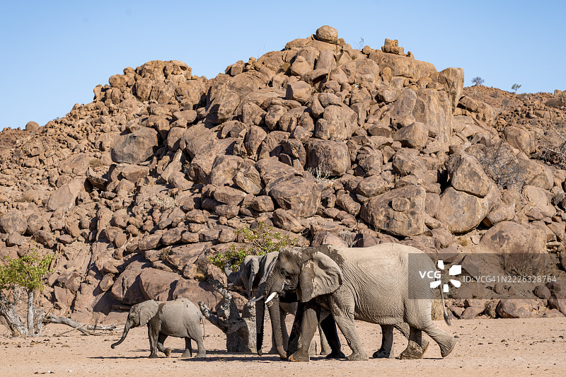 一群带幼崽的非洲象（Loxodonta africana），沙漠象，靠近霍阿尼布河，达马拉兰，库内内地区，纳米比亚图片素材