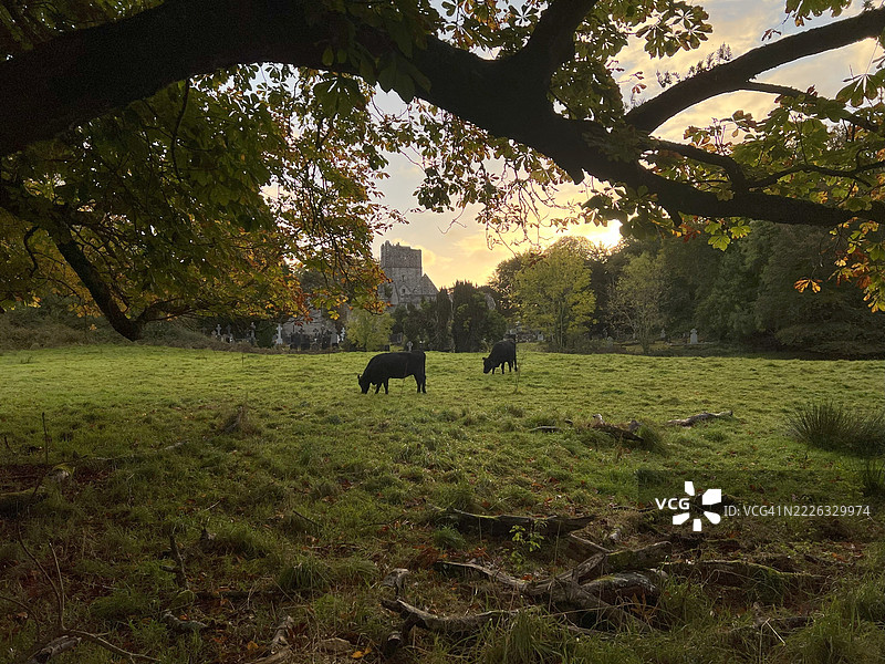 日出时分，废墟前的田野上有牛，基拉尼，凯里，爱尔兰，德国图片素材