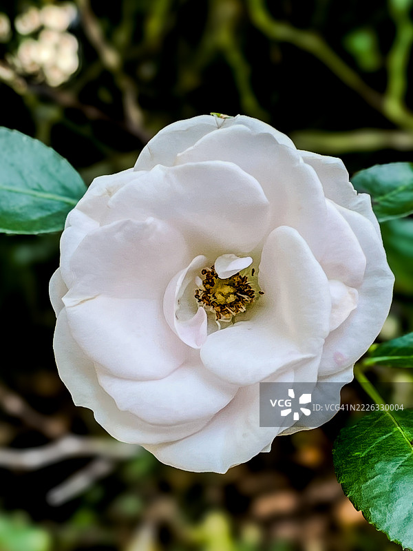 白玫瑰特写，莫里斯敦，新泽西州，美国图片素材