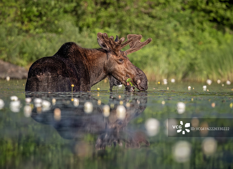 阳光明媚的驼鹿早晨图片素材