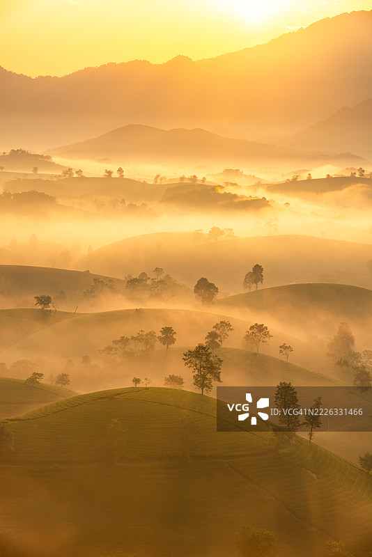 越南富寿省龙 Coc 茶山的日出图片素材