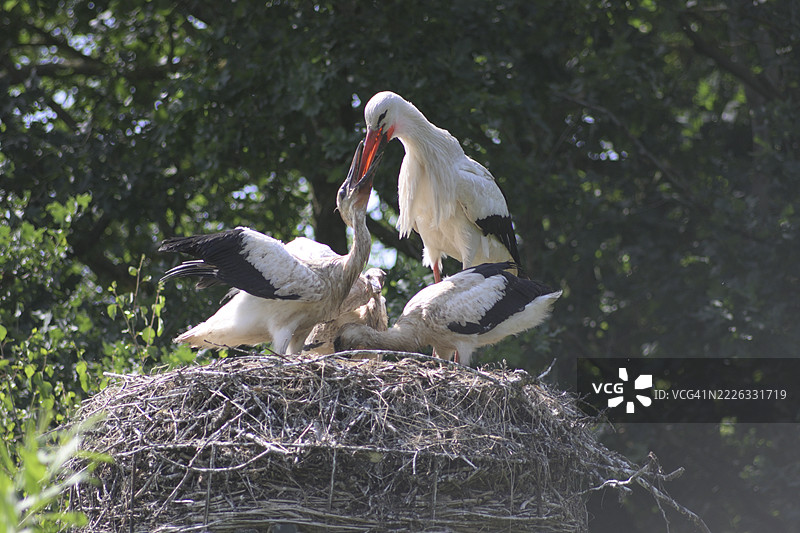 鸟儿栖息在巢中的特写，德维克，德伦特，荷兰图片素材