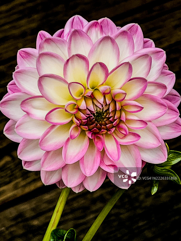 粉色大丽花特写，莫里斯敦，新泽西州，美国图片素材