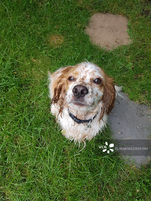 坐在草地上的英式可卡犬正看着镜头，拉瓦尔，魁北克，加拿大图片素材