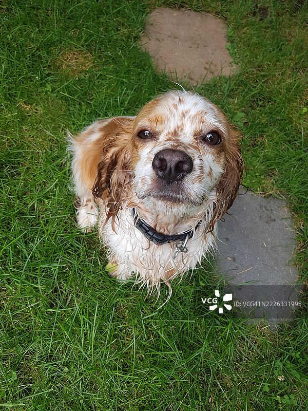湿漉漉的可卡犬在草地上玩耍后仰望着，拉瓦尔，魁北克，加拿大图片素材