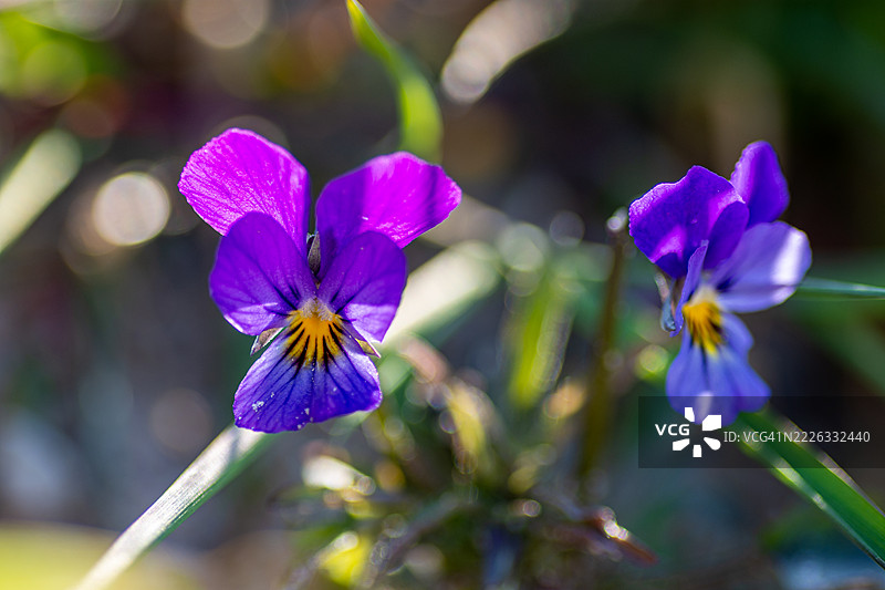三色堇的鲜艳色彩特写图片素材