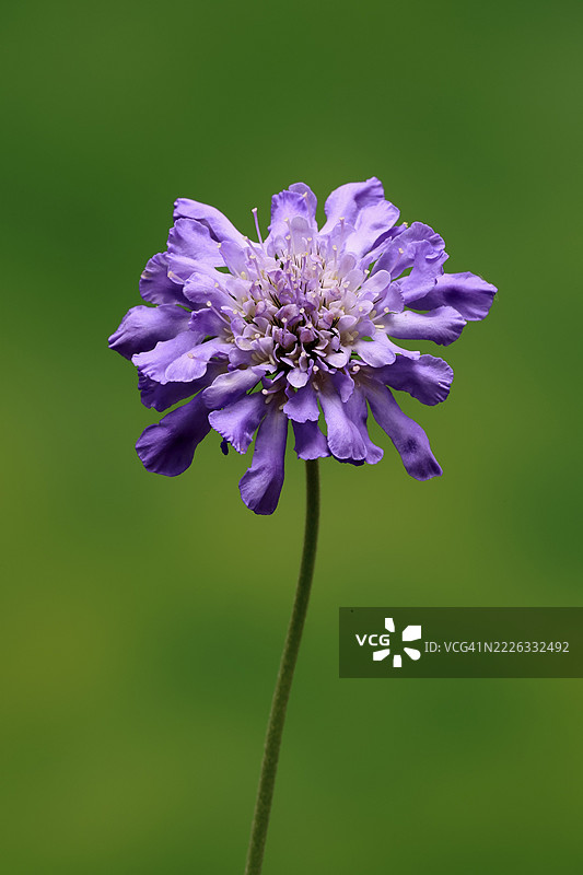鸽子绣球花(Scabiosa columbaria),鸽子草,开花,埃勒斯塔特,德国图片素材