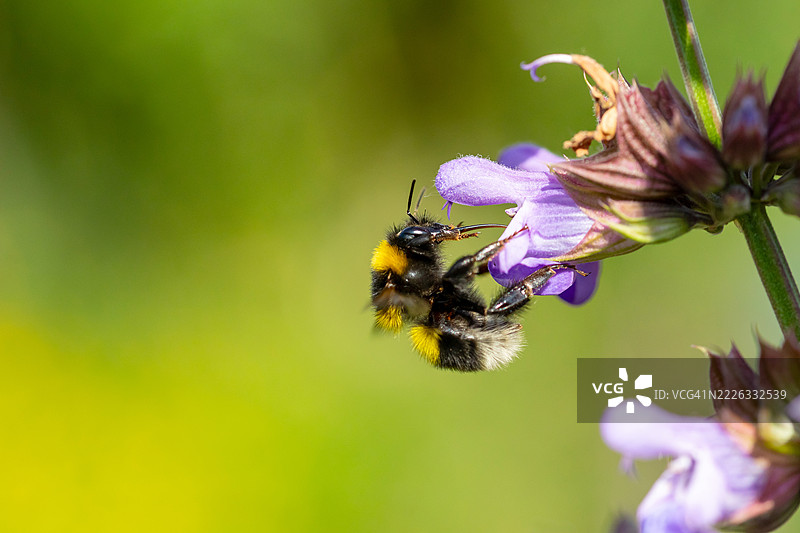 花园大黄蜂为鼠尾草花授粉，中央-卢瓦尔河谷，法国图片素材