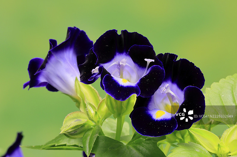 福尔尼尔的托瑞尼亚（Torenia fournieri），开花，德国图片素材