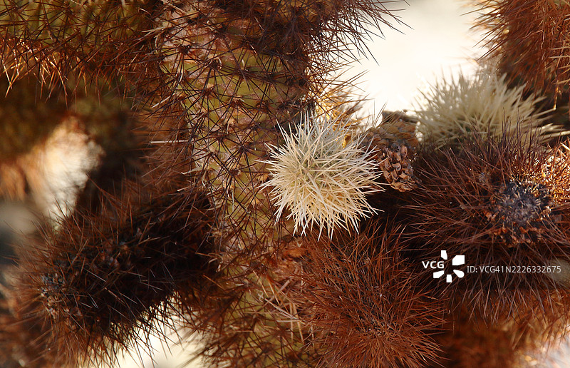 加州二十九棕榈的仙人掌特写图片素材
