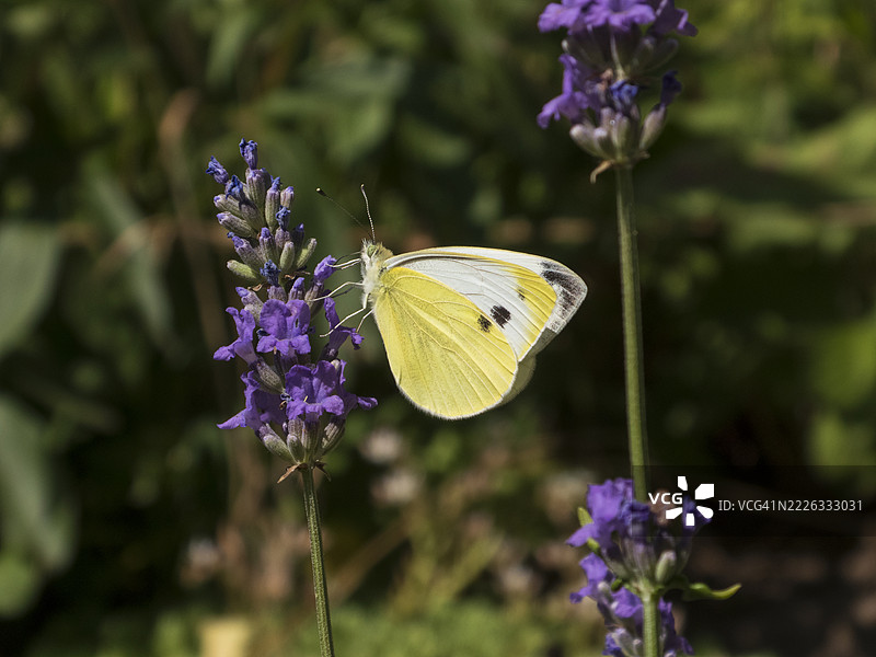 黄色卷心菜白蝴蝶栖息在紫色薰衣草花上图片素材