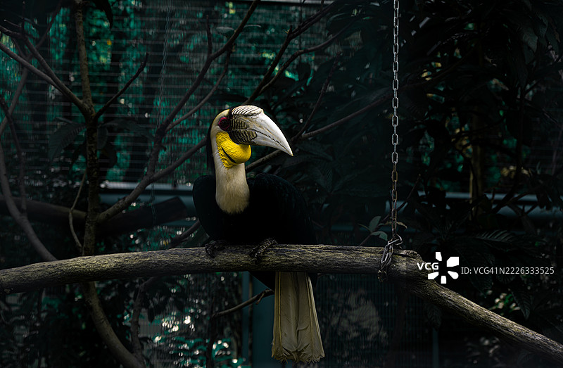 皱纹犀鸟在森林中的树枝上栖息的特写，苏州，江苏，中国图片素材