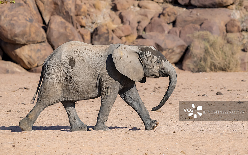 非洲幼象（Loxodonta africana），沙漠象，位于纳米比亚库内内地区达马拉兰的霍阿尼布河附近图片素材