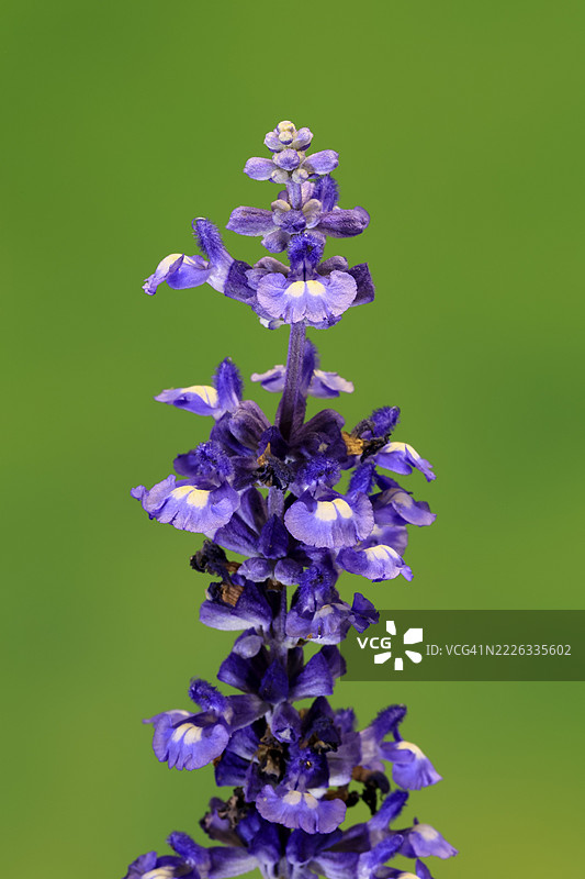米利杯鼠尾草（Salvia farinacea），开花，花朵，埃勒斯塔特，德国图片素材