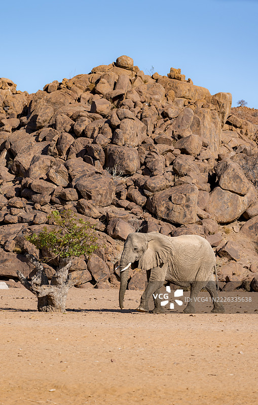 非洲象（Loxodonta africana），沙漠象，位于纳米比亚库内内地区达马拉兰的霍阿尼布河附近图片素材