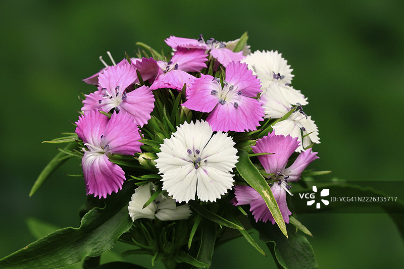 胡须康乃馨（Dianthus barbatus），开花，德国图片素材