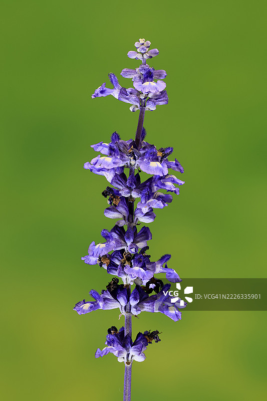 米利杯鼠尾草（Salvia farinacea），开花，花朵，埃勒斯塔特，德国图片素材