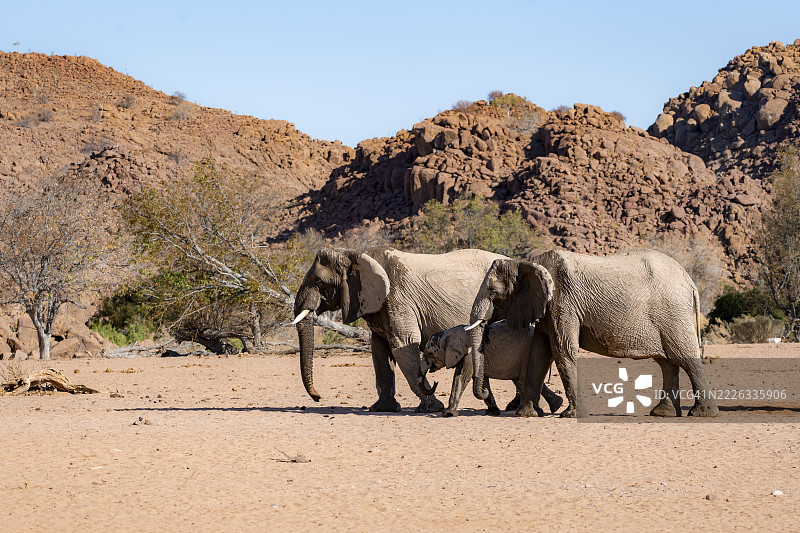 两头非洲象(Loxodonta africana)与幼象,沙漠象,靠近霍阿尼布河,达马拉兰,库内内地区,纳米比亚图片素材