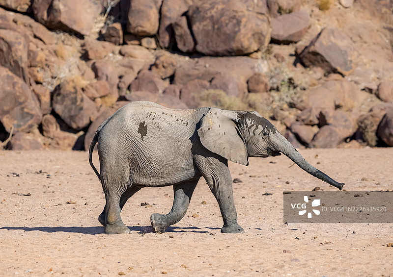 非洲幼象（Loxodonta africana），沙漠象，靠近霍阿尼布河，达马拉兰，库内内地区，纳米比亚图片素材