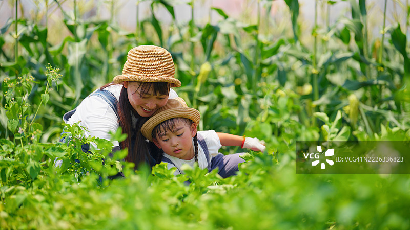 母亲和她的小女儿在农场花园里收获土豆图片素材