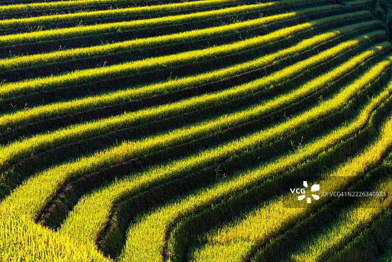 越南燕巴省穆苍寨的梯田稻田图片素材