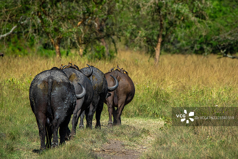 侧面视角的大象在田野上行走，桑加，基鲁胡拉，乌干达图片素材