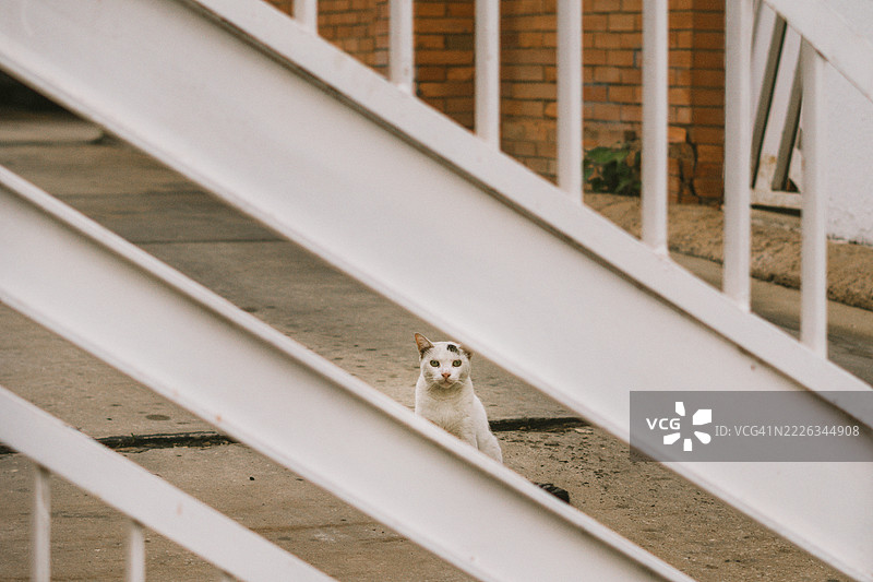 高角度视图的狗在台阶上，马拉开博，苏利亚，委内瑞拉图片素材