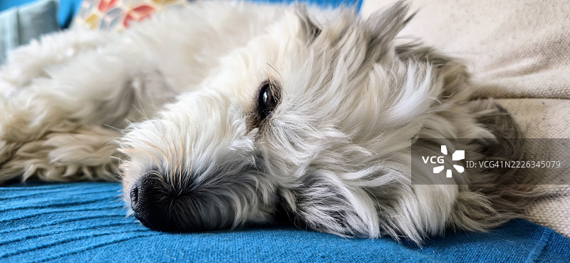 狗在床上睡觉的特写，法国新阿基坦大区沃克斯-苏尔-梅尔图片素材