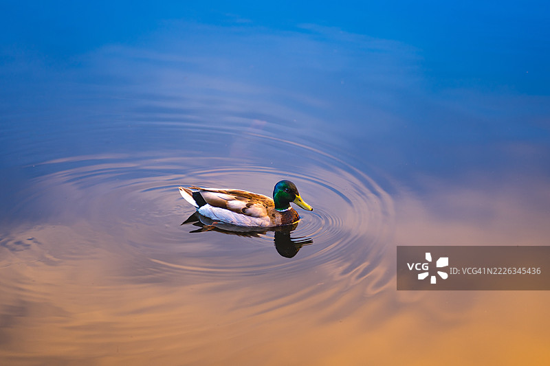 高角度视图的野鸭在湖中游泳，萨马米什，华盛顿州，美国图片素材