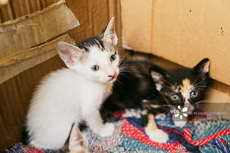 新生小猫们挤在一起，依偎在用鲜艳布料衬里的纸箱中，展现出温柔的亲密关系和舒适的陪伴。图片素材