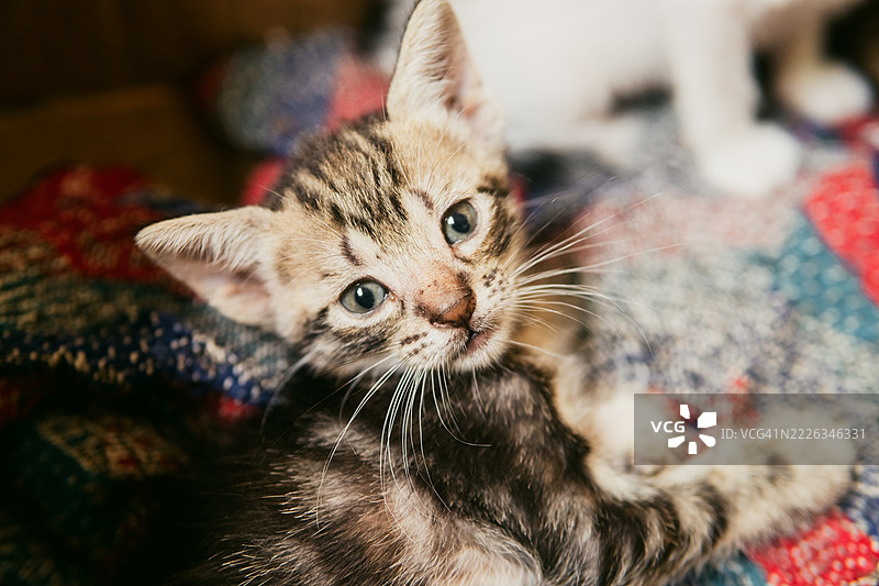 困倦的小虎斑猫幼崽在柔软多彩的毛毯上休息，圆圆的大眼睛好奇地探索周围，流露出细腻的纯真和可爱的脆弱。图片素材