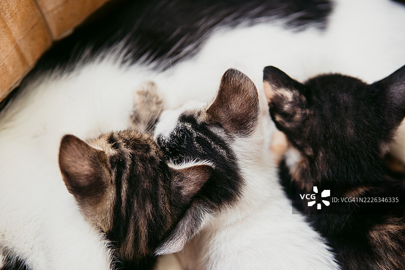 新生的小猫们紧紧依偎在一起，展现出温柔的母爱和早期的猫咪亲密关系。图片素材