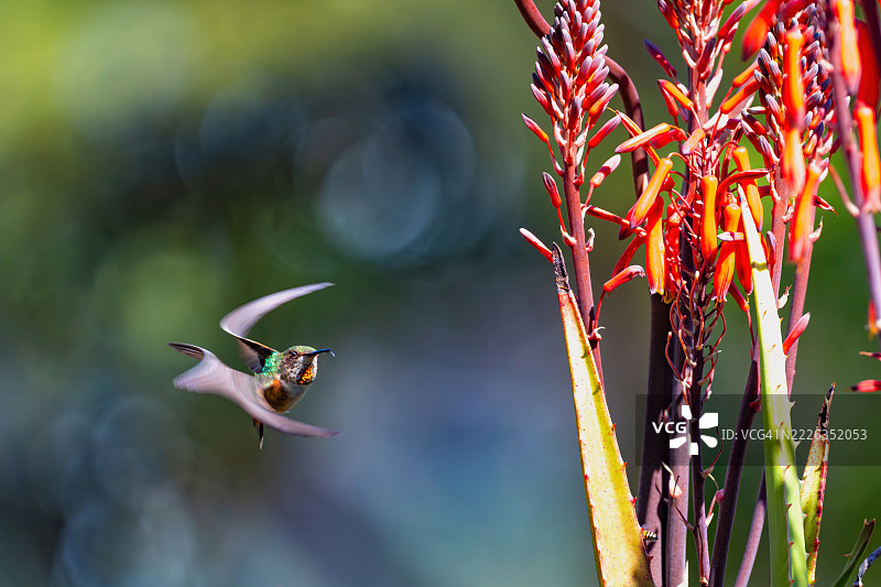 在加利福尼亚州帕洛斯维尔德半岛，火焰与模糊中的蜂鸟图片素材