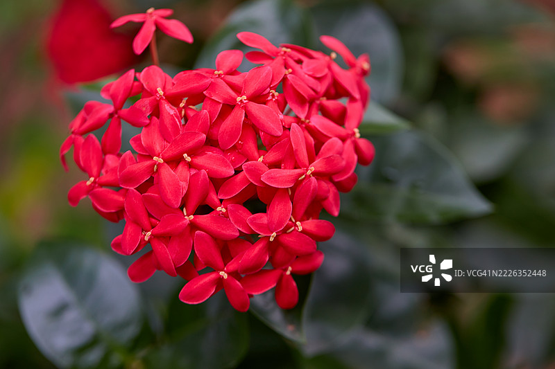 曼谷的红色针花束特写，泰国图片素材