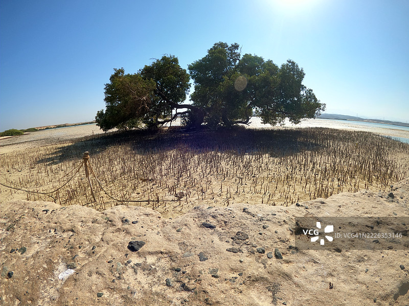 海滩上的树木与晴朗的天空，马尔萨阿拉姆，红海，埃及图片素材