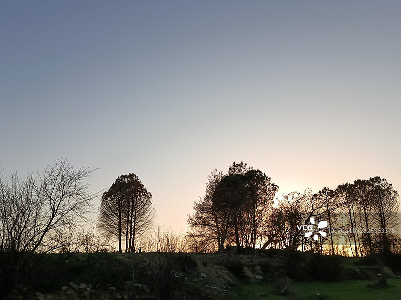 日落时分，拉塔基亚（叙利亚）清澈天空下的树木剪影图片素材