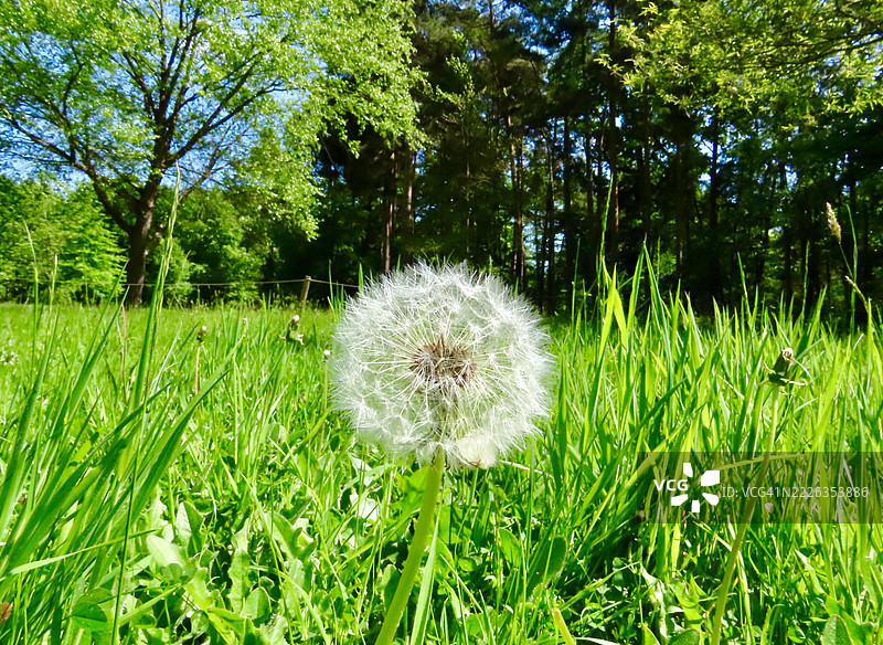 田野上的蒲公英特写，卡沙尔顿，英格兰，联合王国，英国图片素材