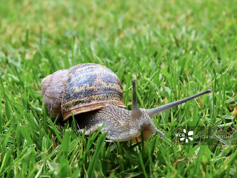蜗牛特写，卡沙尔顿，英格兰，联合王国，英国图片素材