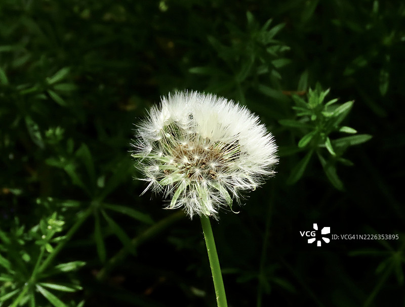 蒲公英花的特写，卡尔肖顿，英格兰，联合王国，英国图片素材