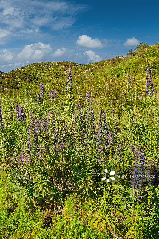 加利福尼亚州蒙特西托的草地与天空的美丽景色图片素材