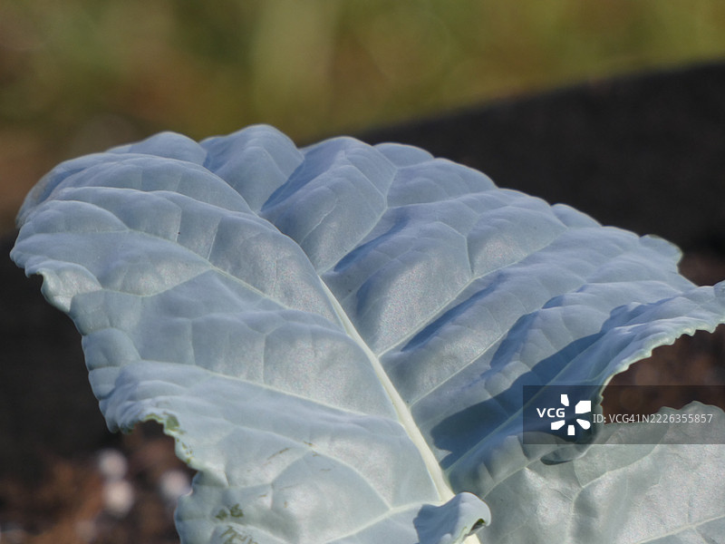 白色花朵的特写，密歇根州湾城，美国图片素材