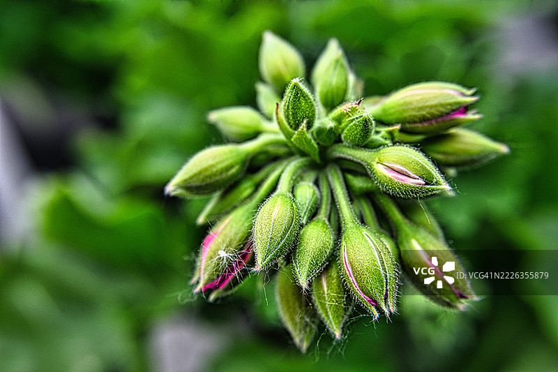 植物特写，埃德蒙顿，阿尔伯塔，加拿大图片素材